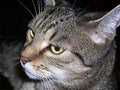 Petra M.