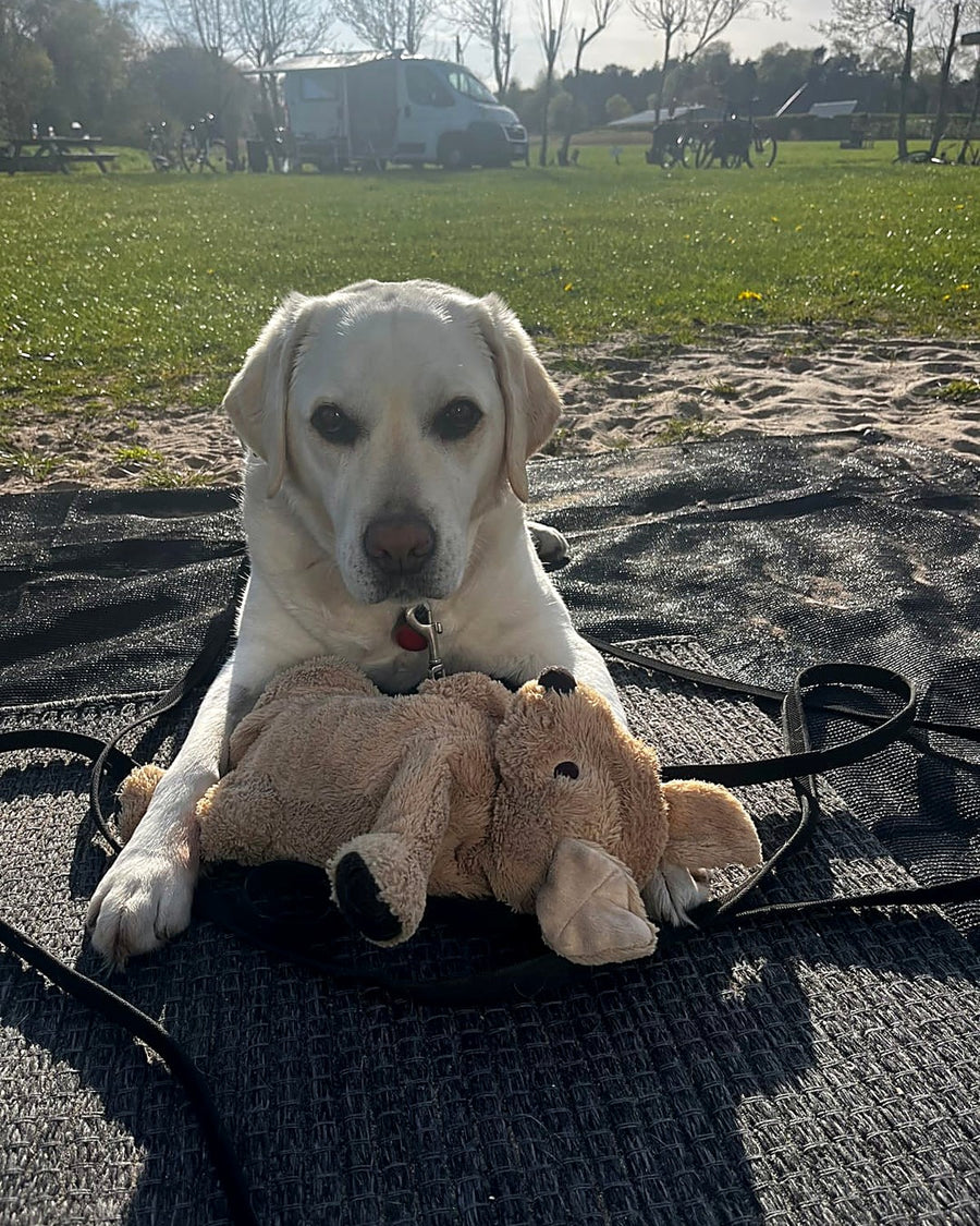 Für deinen Hund