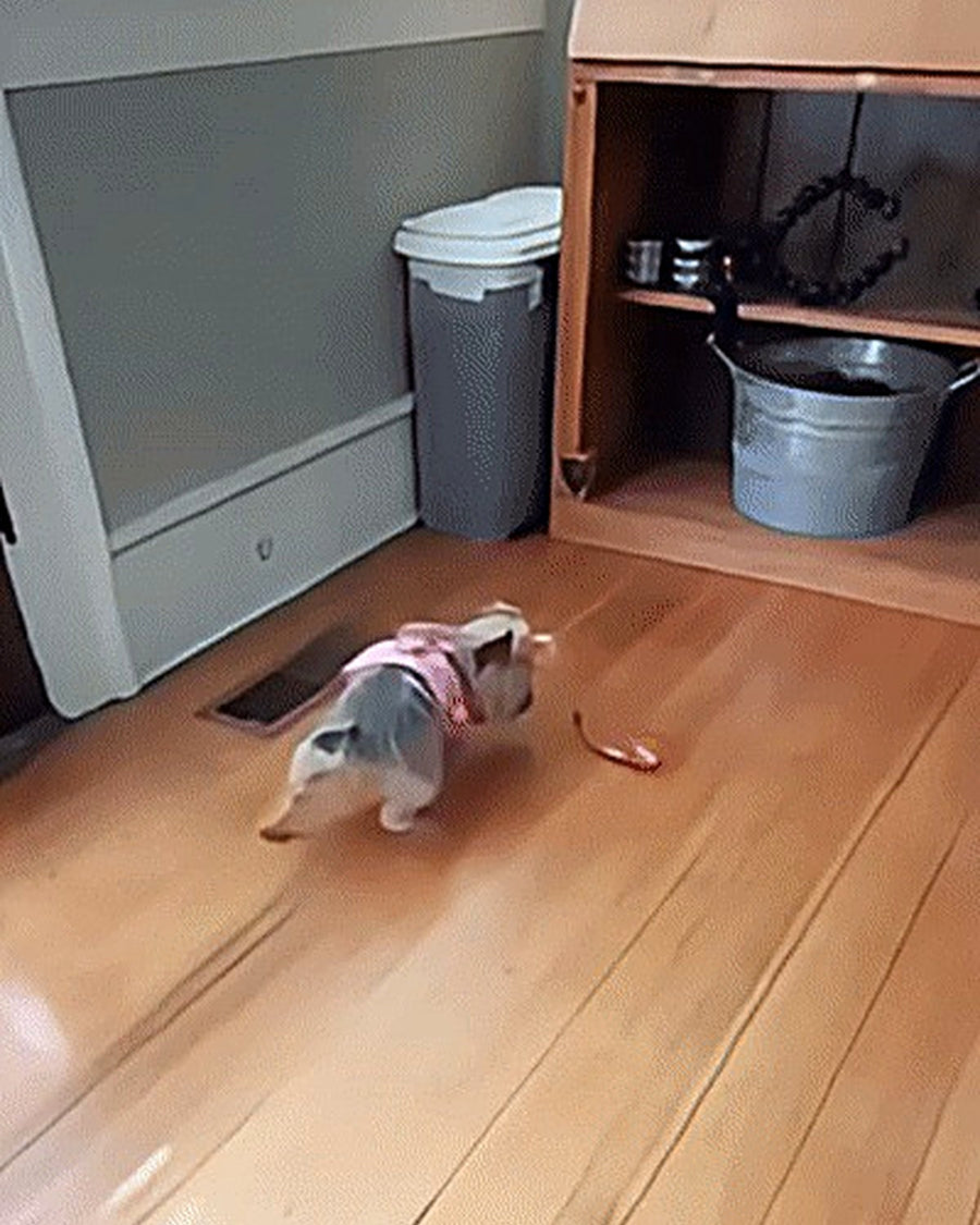 Für junge Hunde